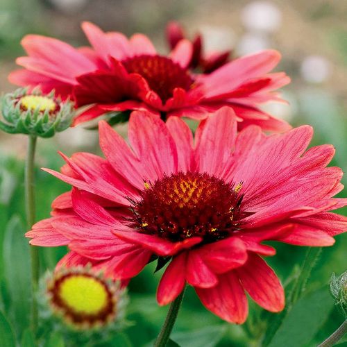 Gaillardia 'Arizona Red Shades' Image