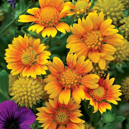 Gaillardia 'Arizona Apricot' Image