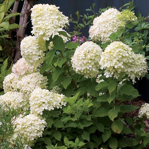 Hydrangea Little Lime&reg; Panicle Hydrangea Image