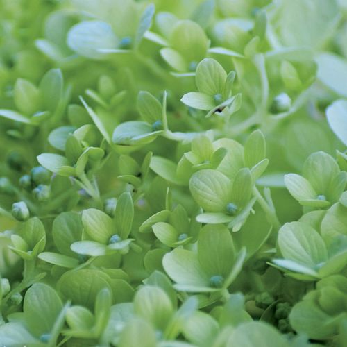 Hydrangea Little Lime&reg; Panicle Hydrangea Image