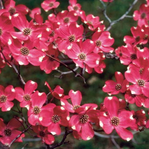 Cherokee Brave&trade; Dogwood Image