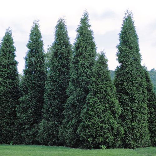 Thuja 'Green Giant' Arborvitae Image