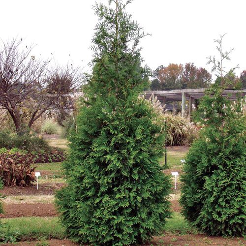Thuja 'Green Giant' Arborvitae Image