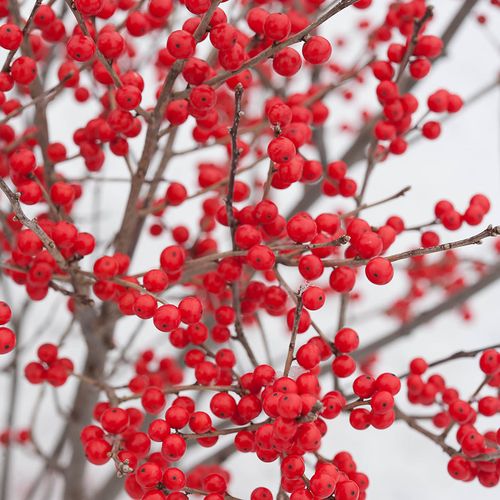 Ilex Berry Poppins&reg; Image
