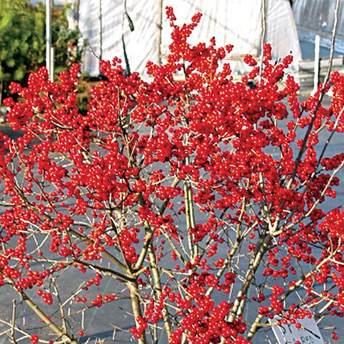 Ilex Berry Poppins&reg; Image