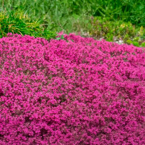 Thymus 'Coccineus' Red Creeping Thyme Image