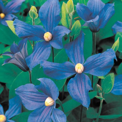 Clematis durandii Image