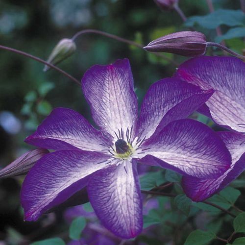 Clematis 'Venosa Violacea' Image