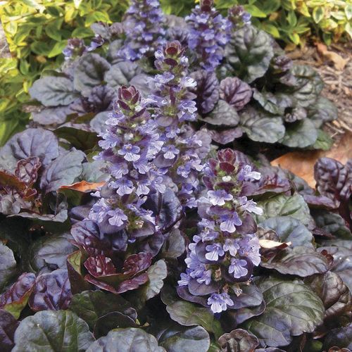 Black Scallop Bugleweed Image