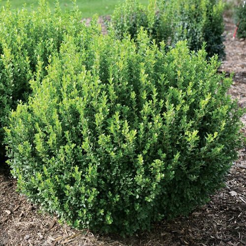 Buxus Sprinter&reg; Boxwood Image