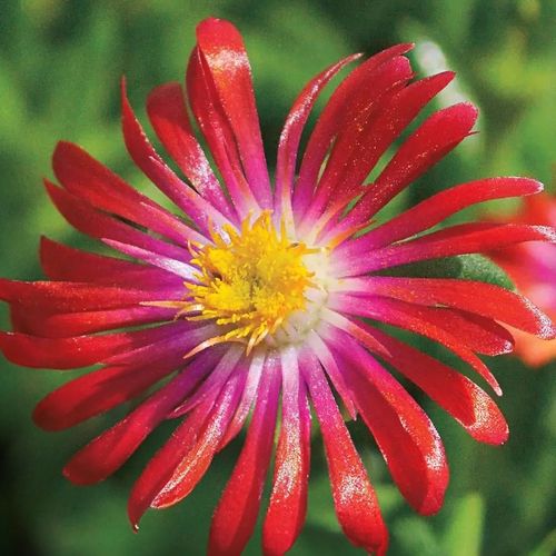 Delosperma 'Jewel of Desert Garnet' Image