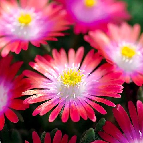 Delosperma 'Jewel of Desert Garnet' Image