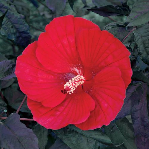 Hibiscus 'Midnight Marvel' Rose Mallow Image