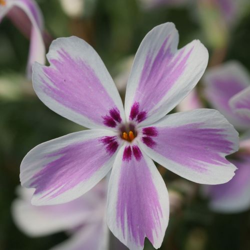 Phlox 'Candy Stripe' Creeping Phlox Image