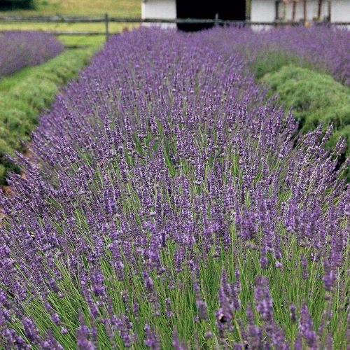 Lavandula Phenomenal&trade; Image