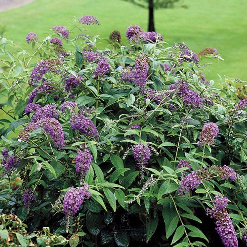 Buddleia Lo & Behold&reg; Purple Haze Image