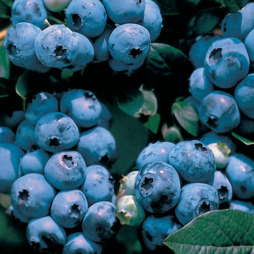 Vaccinium 'Tophat' Blueberry Image