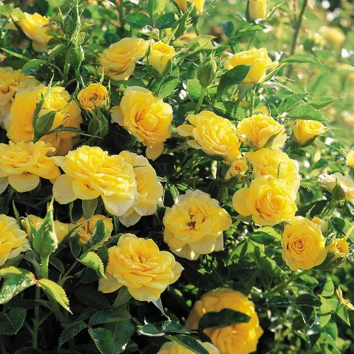 Sun Sprinkles Miniature Rose | Jackson & Perkins