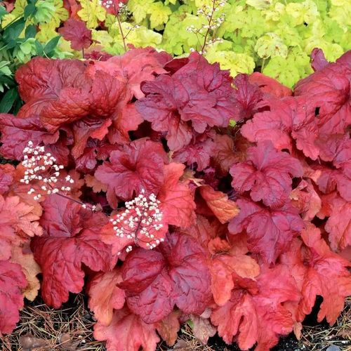 Heuchera 'Fire Chief' Image