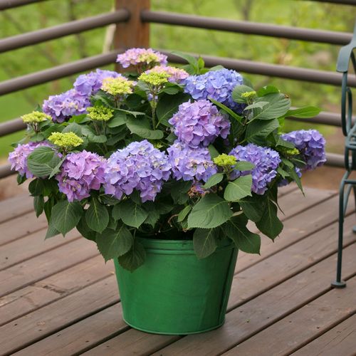 Hydrangea Let's Dance&reg; Rhythmic Blue&reg; Bigleaf Hydrangea Image