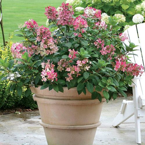 Hydrangea Little Quick Fire&reg; Panicle Hydrangea Image