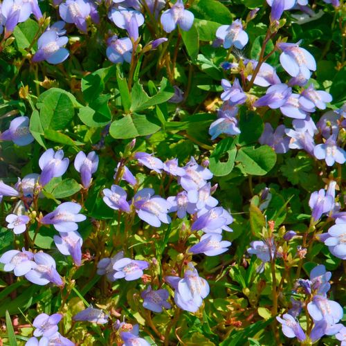 Mazus Purple Creeping Mazus Image