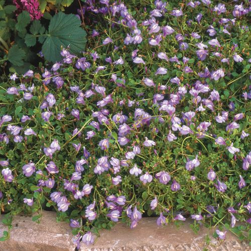 Mazus Purple Creeping Mazus Image