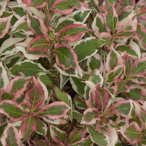 Weigela My Monet&reg; Image