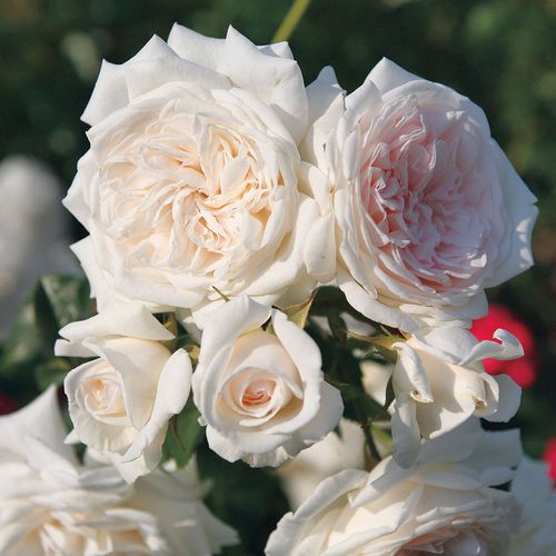 Arborose&reg; Honeymoon&trade; Climbing Rose Image