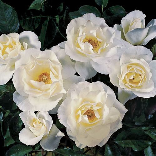 White Simplicity Hedge Rose Image