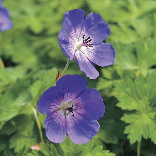 Geranium 'Rozanne' Image