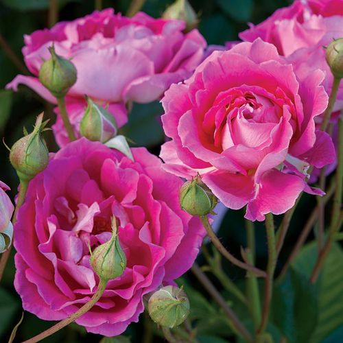 Pink Carousel Roses Pink Roses - Pink Rose Bushes for Sale | Jackson & Perkins