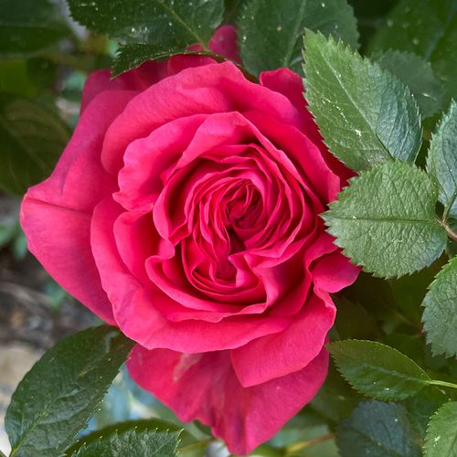 Fiji&trade; Eleganza&reg; Hybrid Tea Rose Image