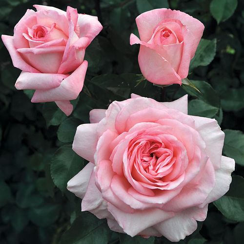 Savannah&trade; Sunbelt&reg;  Image