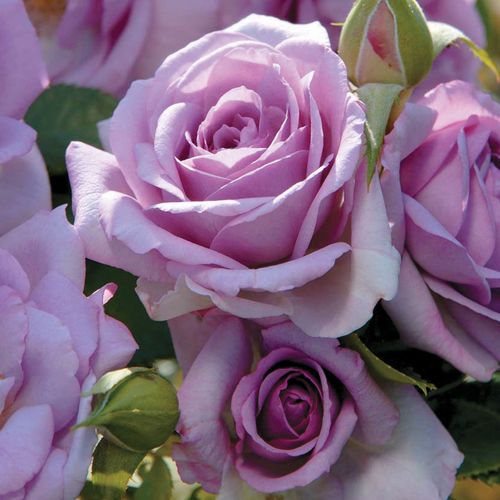 Enchanted Evening Floribunda Rose Image