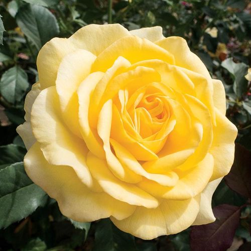 Honey Bee Kind Grandiflora Rose Image