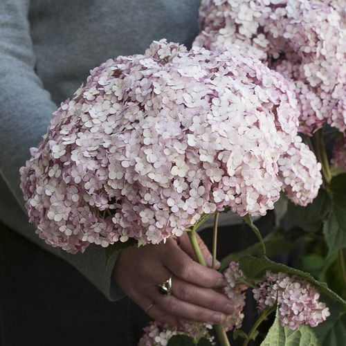 Hydrangea Incrediball&reg; Blush Smooth Hydrangea Image
