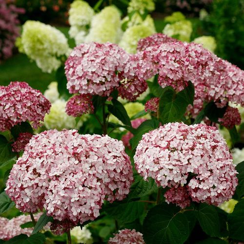 Hydrangea Incrediball&reg; Blush Smooth Hydrangea Image