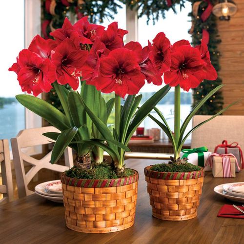 Basket of Joy Amaryllis Image