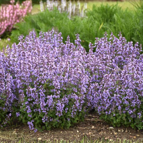 Nepeta 'Cat's Pajamas' Image