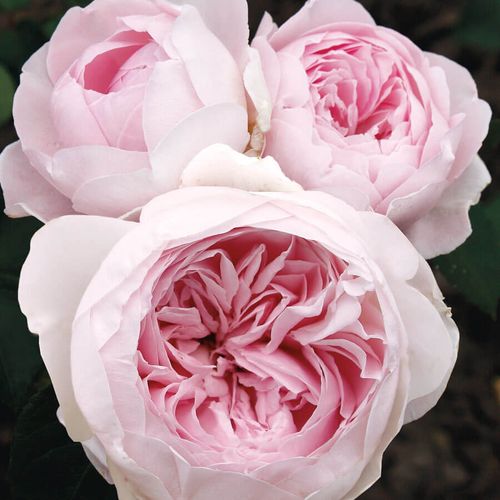 Earth Angel&trade; Parfuma&reg; Floribunda Rose Image