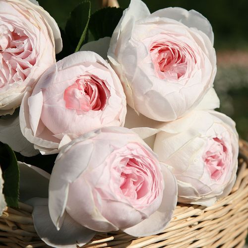 Earth Angel&trade; Parfuma&reg; Floribunda Rose Image