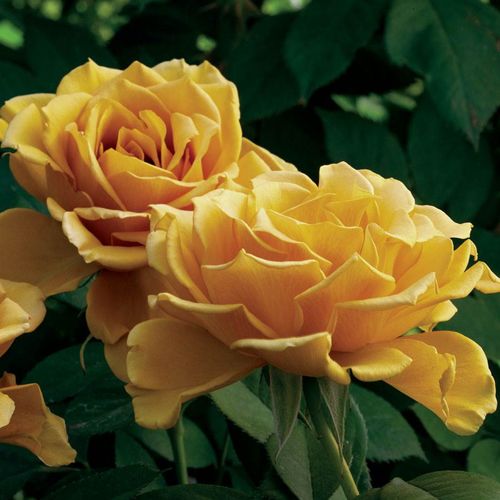 Yellow Roses - Yellow Rose Bushes for Sale | Jackson & Perkins