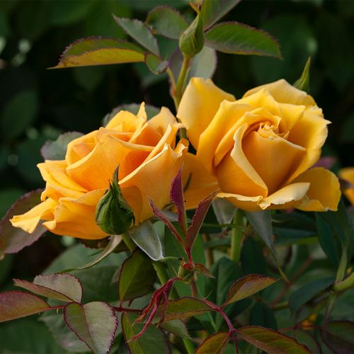 Alex's Lemonade Stand Grandiflora Rose Image