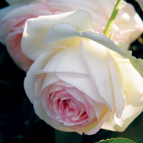 Eden Climber&reg; Climbing Rose Image