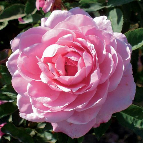 Belinda's Dream Shrub Rose Image