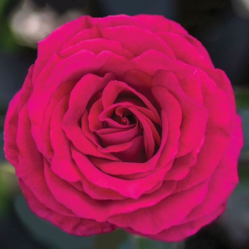 Stiletto&trade; Hybrid Tea Rose Image