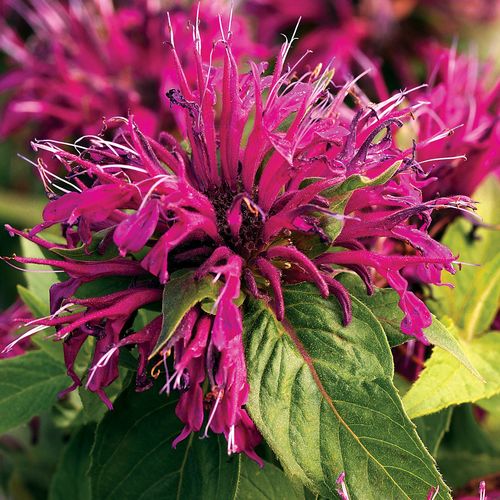 Monarda Balmy&trade; Purple Bee Balm Image