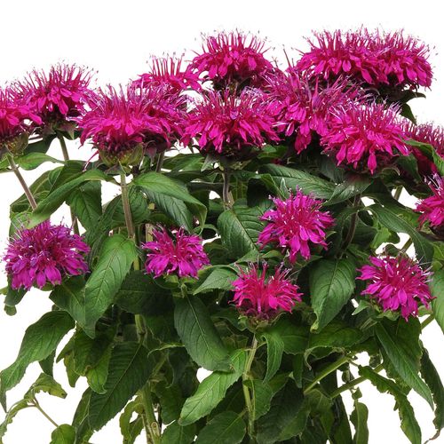 Monarda Balmy&trade; Purple Bee Balm Image