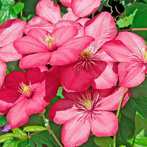Clematis 'Comtesse de Bouchard' Image